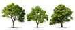green tree on transparent background, png