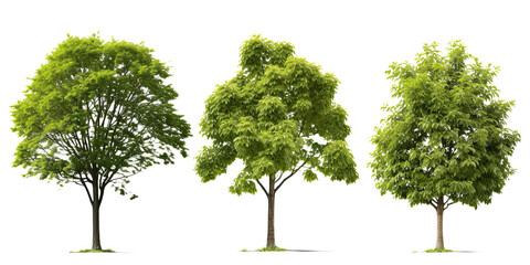 green tree on transparent background, png