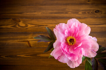 Canvas Print - beautiful pink big tree peony flower on wooden background