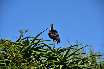 Wild bird at Safari Park in San Diego