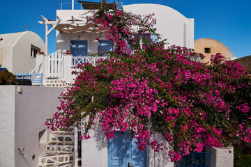 Traditional White House with Bougainvillea Flowers in Oia Village in Santorini Island, Greece