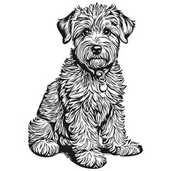 Wall Mural - Soft Coated Wheaten Terrier dog engraved vector portrait, face cartoon vintage drawing in black and white