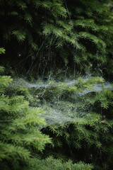Spider nests, big and thick spider net on a coniferous bush in the garden. Macro shot of the cobweb on coniferous tree in the forest