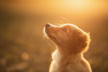 Cute Nova Scotian Duck Toller Retriever Puppy Dog Profile Portrait At Sunset