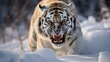 A Siberian Tiger Growling
