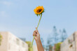© JAHF - mano de mujer sosteniendo un girasol en lo alto, y diversas flores en primavera. concepto alegría, belleza y celebración de la estación primaveral.