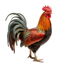 A Beautifully Cockerel Rooster, Full Body, Richly Colored, Farm-themed, Photorealistic Illustrations In A PNG, Cutout, And Isolated. Generative AI
