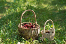 Wicker Basket Full Of Red Ripe Cherries On Garden Grass. Cherries With Cuttings Collected From The Tree. Self-harvesting Of Berries In Plantations On Coutryside.