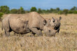 white rhino in the savannah