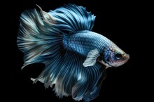 Beautiful Betta Splendens Halfmoon Siamese Fighting Fish Or Macropodinae Or Osphronemidae With Blue Tail Fin And Skin Flakes On Black Background.