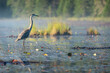 a Grey Heron patiently standing still searching for food in shallow water