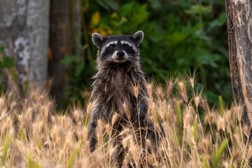 Wall Mural - Raccoon sits in the grass in the evening. Wildlife photography.	