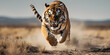  Bengal tiger run across the vast plains, burly bodies, swift movements, Generative AI