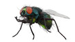 3d rendering super macro full body fly pose include alpha matte.