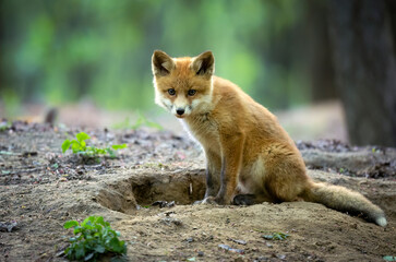 Wall Mural - Cute young red fox in the forest ( Vulpes vulpes )