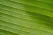 © Naravit - banana leaf texture green background