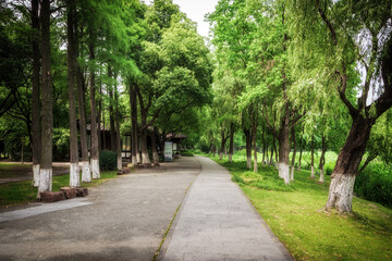 Poster - Nice green forest landscape in the city