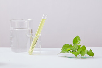 Wall Mural - Laboratory glassware containing liquid and fresh fish mint on white background. Blank space for display product. Fish mint extract rich in vitamin A. Research and production of natural cosmetics