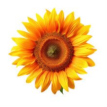 Sunflower Isolated On White , Christmas Object On Isolated Png.