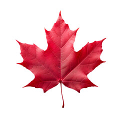 Red maple leaf as an autumn symbol as a seasonal themed concept as an icon of the fall weather