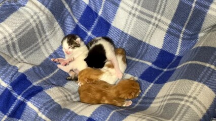 Wall Mural - 4K HD video of four newborn kittens moving around on blue and white plaid blanket. 
