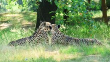 Loving Cheetahs Lie Under A Tree. Acinonyx Jubatus.  Safari Park, Beekse Bergen In The Netherlands.