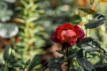 Beautiful red roses with dew at dawn. Beautiful sunlight. The background image is green and pink. Natural, environmentally friendly natural background.