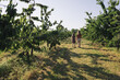 two girls walk in the orchard, country life, cherry harvesting