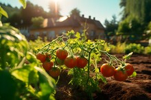 Photo Of Tomato Plants In The Plantation With The Background Of The Village