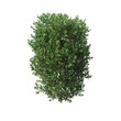 bush isolate on a transparent background, 3D illustration, cg render
