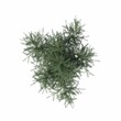 bush, top view, isolated on white background, 3D illustration, cg render
