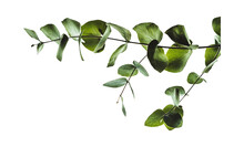 Minimal Eucalyptus Green Leaves On Transparent Background. Tropical Foliage Plant Twigs With Various Shapes Of Leaves.