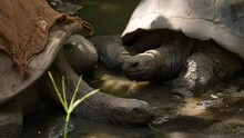 Two Giant Tortoises, One In The Water And Another In A Pond