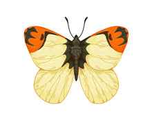 Flying Butterfly Of Anthocharis Damone Species In Vintage Detailed Style. Eastern Orange Tip Moth, Insect. Retro Realistic Hand-drawn Vector Graphic Illustration Isolated On White Background