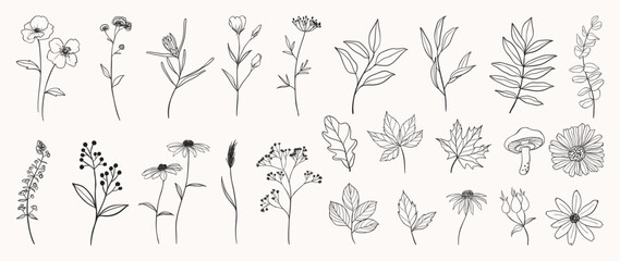 set botanical hand drawn vector element. collection of foliage, mushroom, floral, oak leaf, maple le