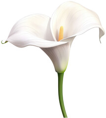 White calla lily flower blossom isolated on white backgroundas transparent PNG, generative AI