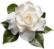 White gardenia flower blossom, plant with green leaves isolated on white backgroundas transparent PNG