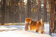 A dog of the Shiba Inu breed walking in the snow-covered forest in winter. A dog of a beautiful red color playing in the snow with a glove in his teeth
