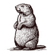 standing groundhog, cute marmot sketch