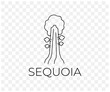 Big sequoia in the national park, nature, trees and plant, linear graphic design. Forest, forestry, redwood, pine, landscape and environment, vector design and illustration