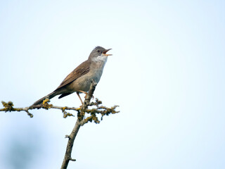 Naklejka na meble Common whitethroat, Curruca communis