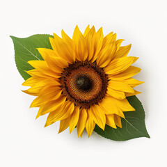 Wall Mural - Sunflower with leaf white background