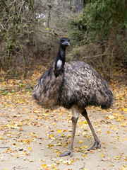 Canvas Print - emu ostrich against the background of an autumn forest