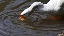 A White Goose Floating On The Water Eats An Apple, Pecks It With Its Beak, Plunging Its Head And Neck Into The Water. A Swan Floating On A Pond Found An Apple In The Water And Pecks At The Fruit