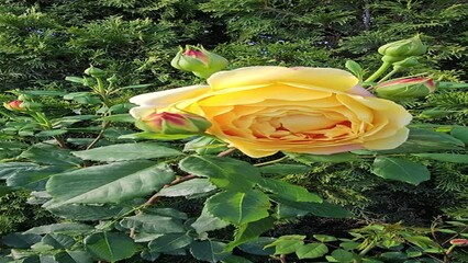 Wall Mural - flower of beautiful bright yellow rose, close up