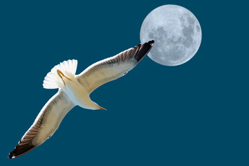 Wall Mural - Seagull flying and full moon in cloudless dark blue sky.