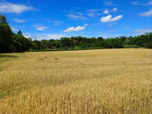 Golden Ripe Wheat Field On A Sunny Summer Day Near A Forest In Europe. Wide Angle, No People