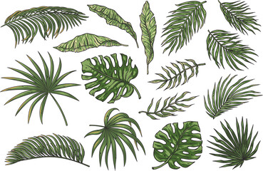 Wall Mural - Tropical plant set or summer exotic leafs for decoration wedding or florist shop. Exotic nature plants collection with monstera, palm and banana leafs for vector tropic design
