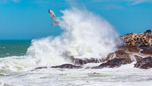 A Seagull Flying Among Strong Sea Waves - Diaz Point, Namibia