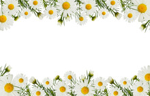 Daisy Flowers And Buds In A Border Arrangements Isolated On White Or Transparent Background